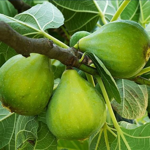 Ficus Carica (التين) - Image 4