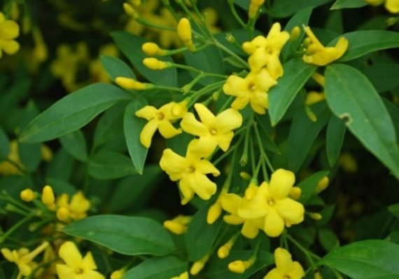 Jasminum Australian Yellow (ياسمين استرالى)