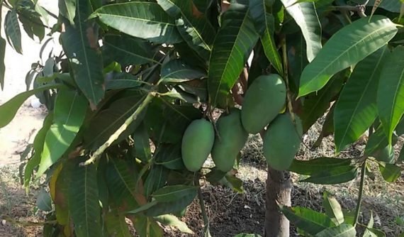 Mangifera Egyptian & Local (مانجو) - Image 5