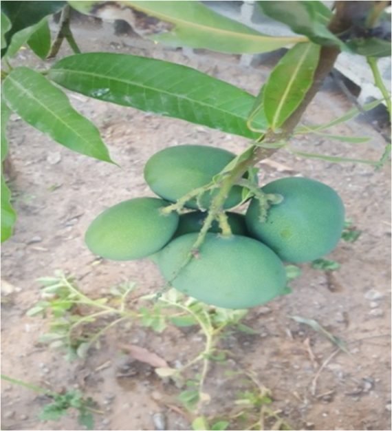 Mangifera Egyptian & Local (مانجو) - Image 6