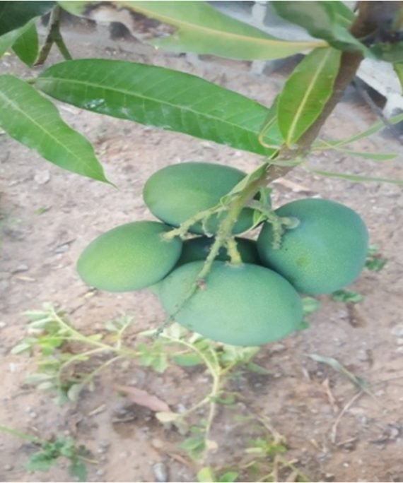 Mangifera Egyptian & Local (مانجو)