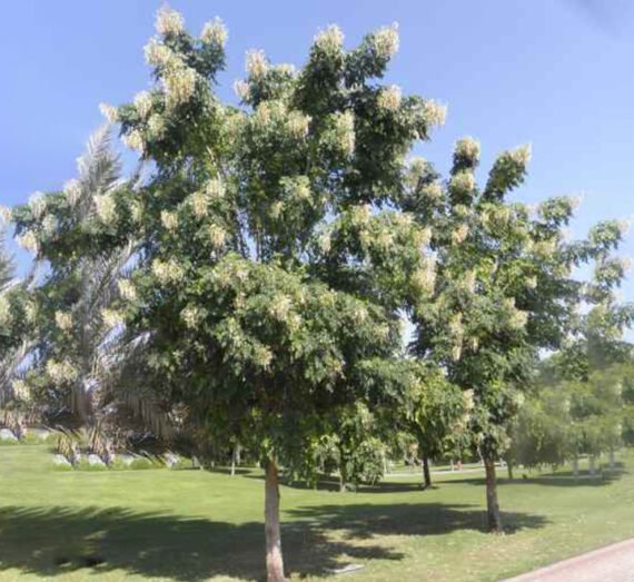 Millingtonia hortensis (شجرة الياسمين)