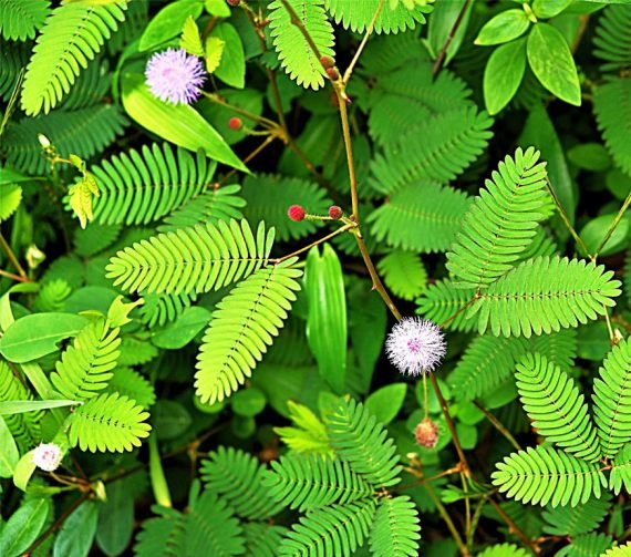 Mimosa pudica (المستحية) - Image 2