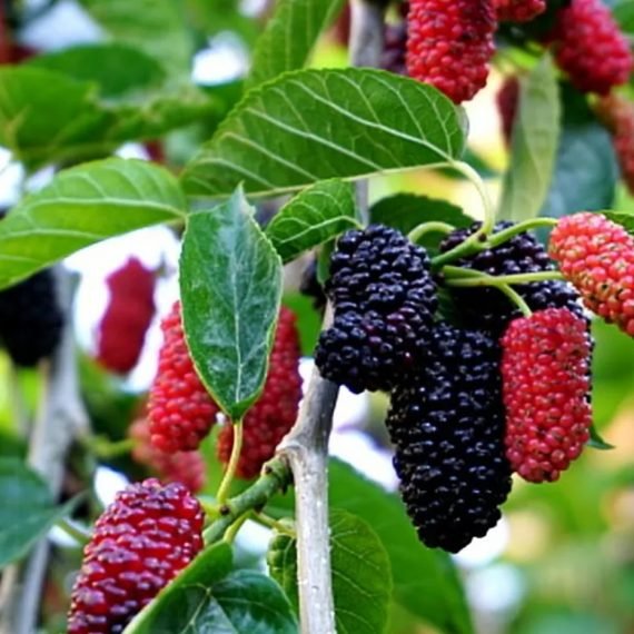 Morus Alba (Local) (توت محلي)