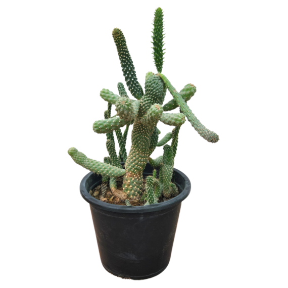 Opuntia Subulata (صبار زينه)