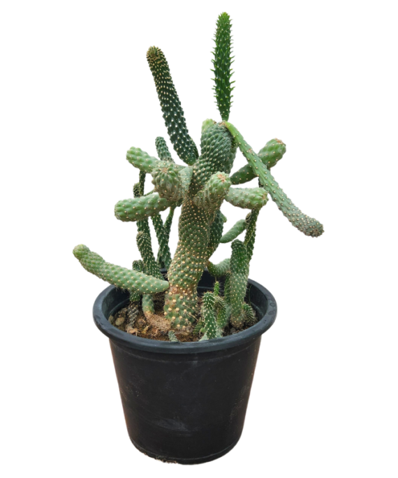 Opuntia Subulata (صبار زينه)