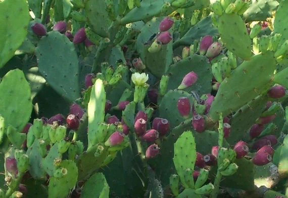 Opuntia Ficus Indica (تين شوكى مثمر)