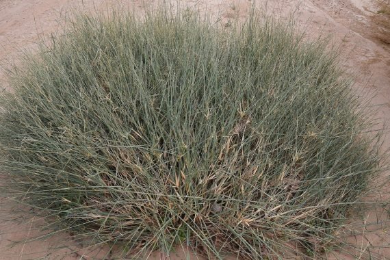 Panicum Turgidum - Grass Family (ثمام)