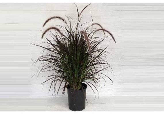 Pennisetum Red (بانيستيؤم احمر)
