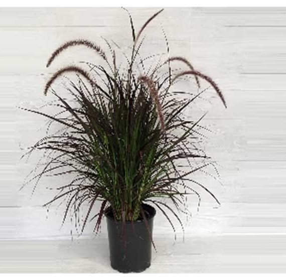 Pennisetum Red (بانيستيؤم احمر)