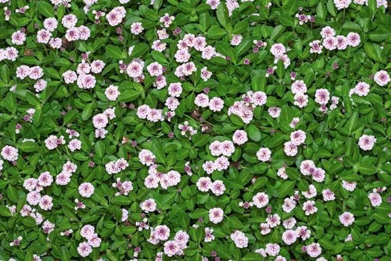 Phyla Nodiflora (Native Ground Cover) (لبيا)