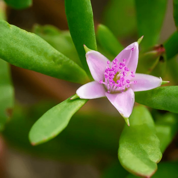 Sesuvium portulacastrum-Shoreline seapurslane-Flower pink-20_25cm_Size_1080x1080