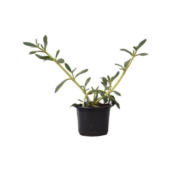 Sesuvium portulacastrum-Shoreline seapurslane-20_25cm_Size_1080x1080