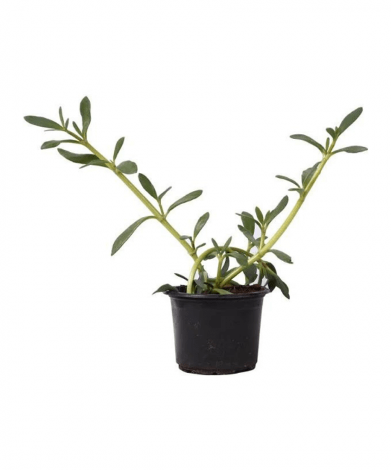 Sesuvium portulacastrum-Shoreline seapurslane-20_25cm_Size_1080x1080