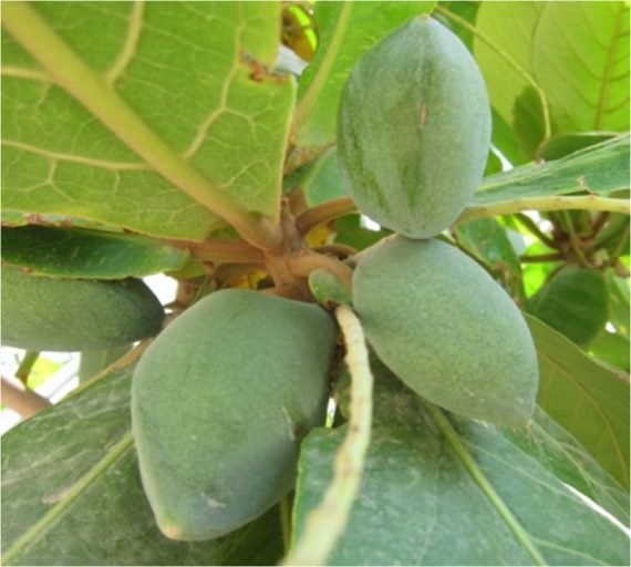 Terminalia Catappa Bahrain (لوز بحريني)
