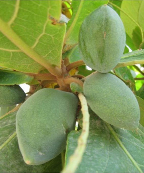Terminalia Catappa Bahrain (لوز بحريني)