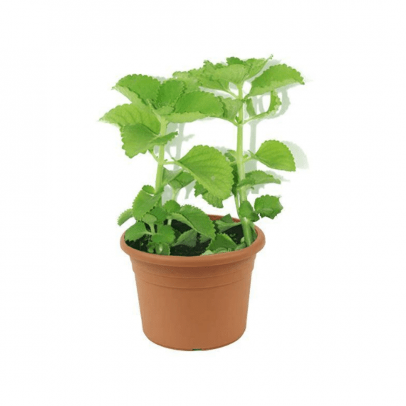 Zaatar- French-PlectranthusAmboinicus_20_30cm_Size_1080x1080