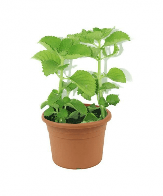 Zaatar- French-PlectranthusAmboinicus_20_30cm_Size_1080x1080