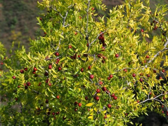 Ziziphus jujuba (سدر )