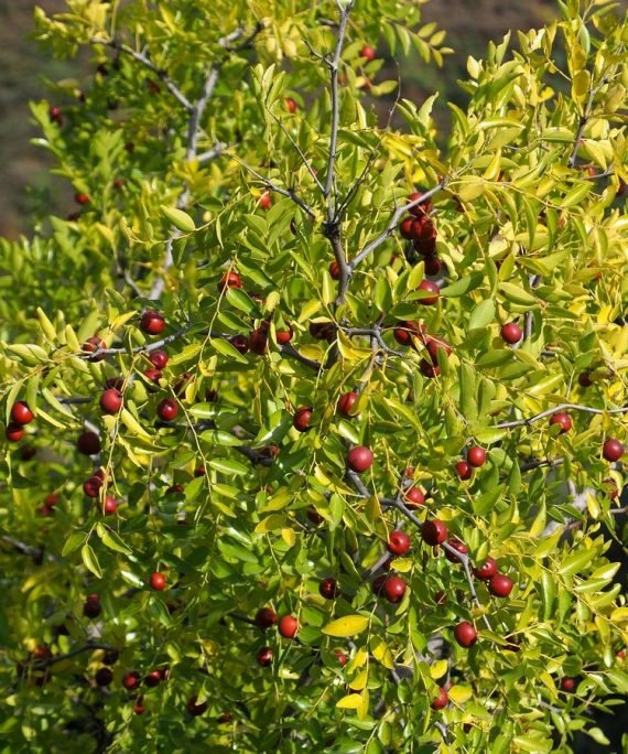 Ziziphus jujuba (سدر )