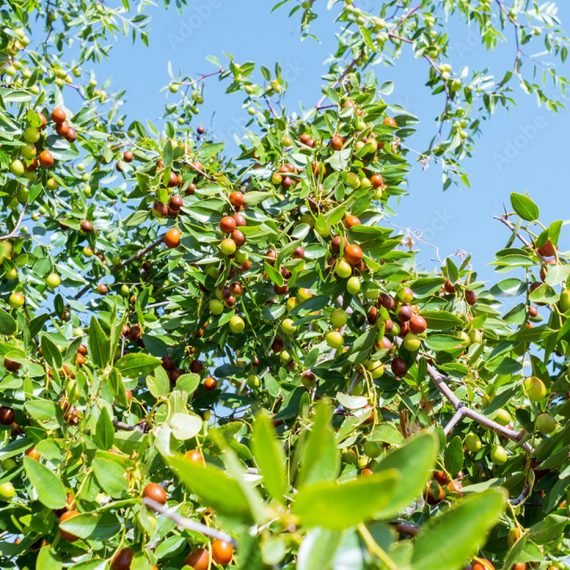 Ziziphus Suidia Malase (سدر سعودي)