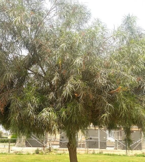 Acacia Coriacea (طلح الكوريسيا)