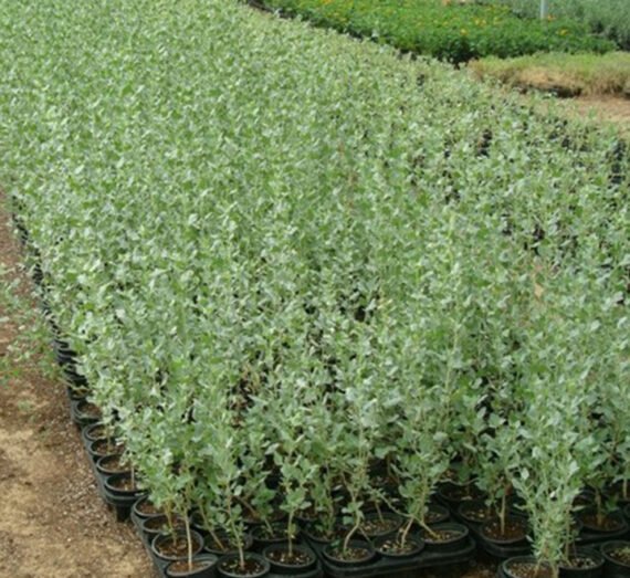 Atriplex Halimus (رغل ملحي)