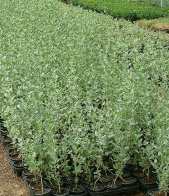 Atriplex Halimus (رغل ملحي)