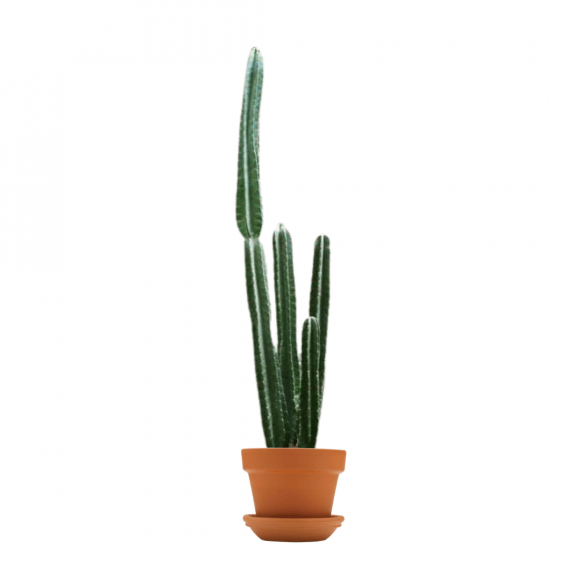 cereus_peruvianus_apple_cactus_woven_30_40 Cm_V12 _Pot_1080x1080
