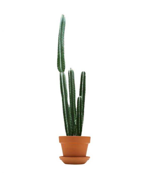 cereus_peruvianus_apple_cactus_woven_30_40 Cm_V12 _Pot_1080x1080