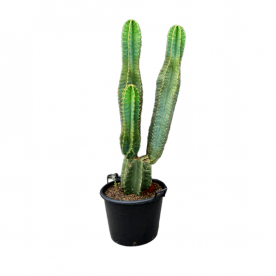 cereus_peruvianus_apple_cactus_woven_30_40 Cm_V12 _Pot_1080x1080