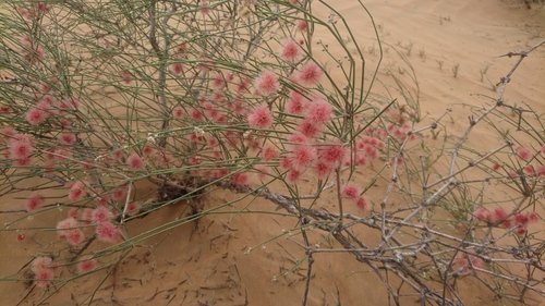 Colligonum Comosum (أرطا أحمر)