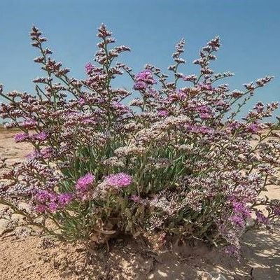 Limonium axillare (قطف .شليلة)