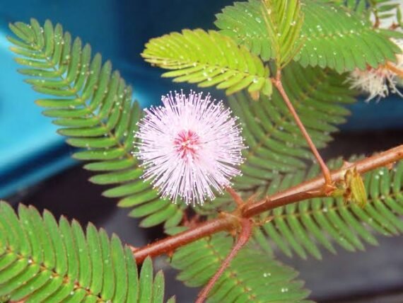 Mimosa pudica (المستحية)
