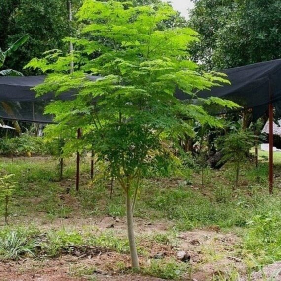 Moringa Hybrid ( مورنغا هايبرد)