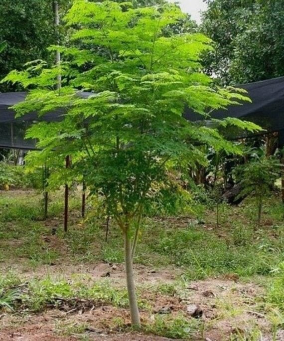 Moringa Hybrid ( مورنغا هايبرد)