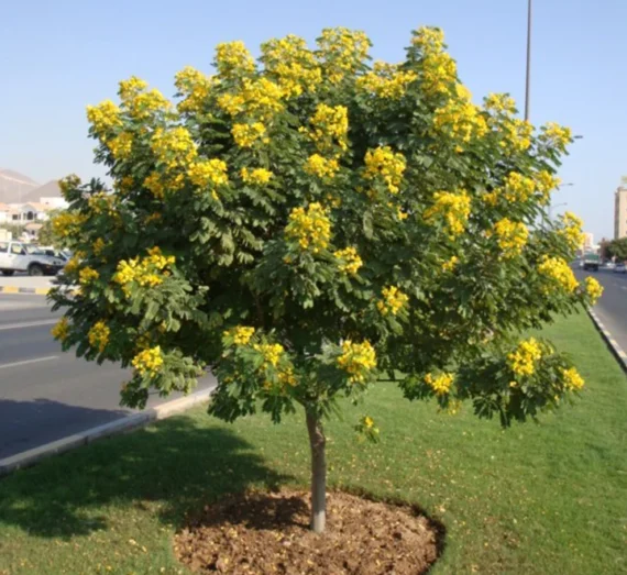 Senna Landheimeriana (سنا لانديمرييانه)