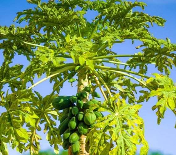 Carica Papaya (بابايا)