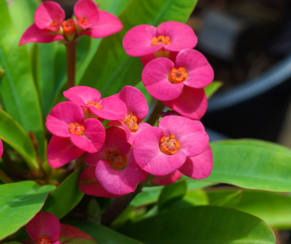 pink Euphorbia mill, plant pot, Alayadi alkhadraa nursery, aldarmaky uae