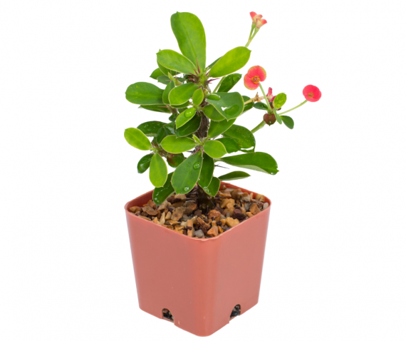 pink Euphorbia mill, plant pot, Alayadi alkhadraa nursery, aldarmaky uae