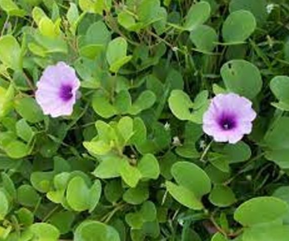 Ipomea Pes-Caprea (ايبوميا)