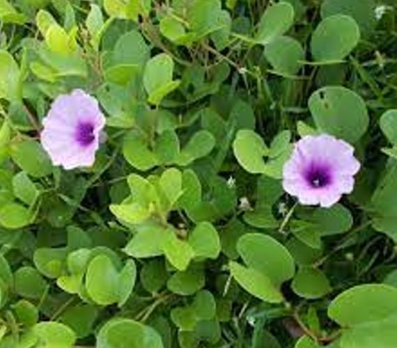 Ipomea Pes-Caprea (ايبوميا)