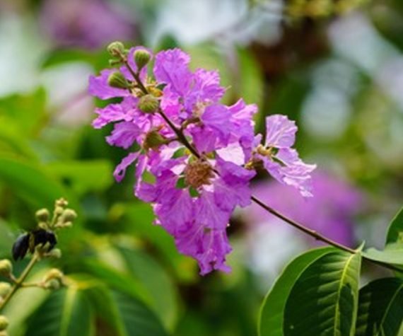 Lagerstroemia Loudonii (تمر حنا هندي لاودونيا)