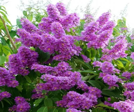 Lagerstroemia Indica (Egyptian) (تمر حنا مصري)
