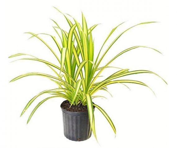 Panadanus Baptistii Varigata (بانادانوس بابتستي )
