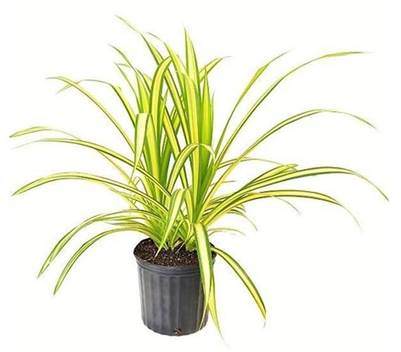 Panadanus Baptistii Varigata (بانادانوس بابتستي )