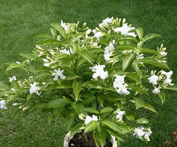 Tabernaemontana Divaricata Double (تابرنا مونتانا دبل)