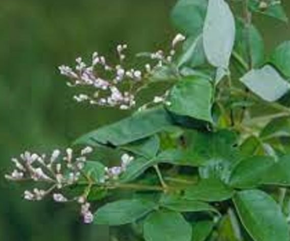 Vitex Trifolia (كف مريم بنفسجي)