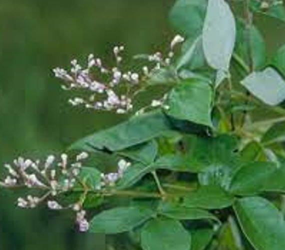 Vitex Trifolia (كف مريم بنفسجي)