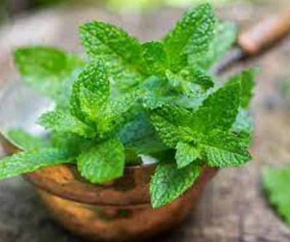 Mentha (نعنع)